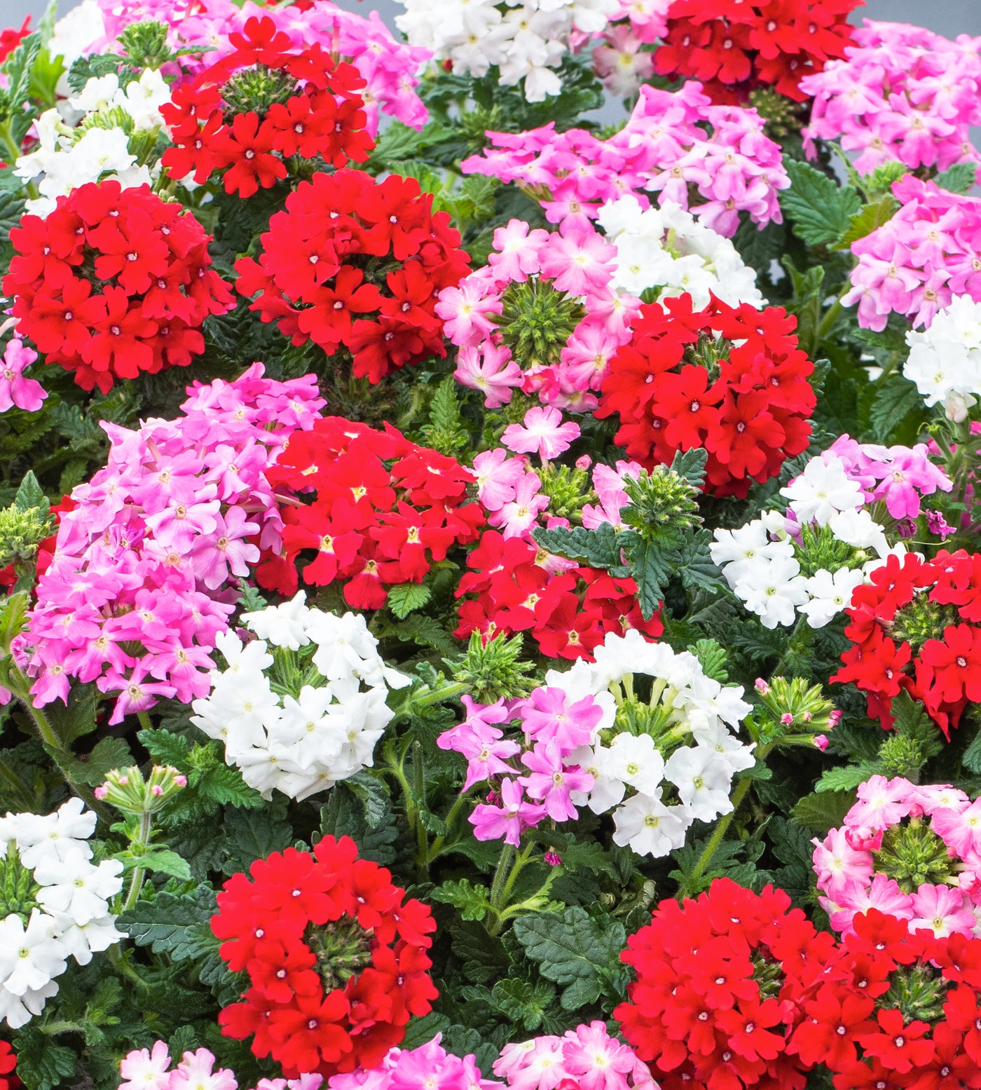 4 kpl Verbena ’Venturi mix’