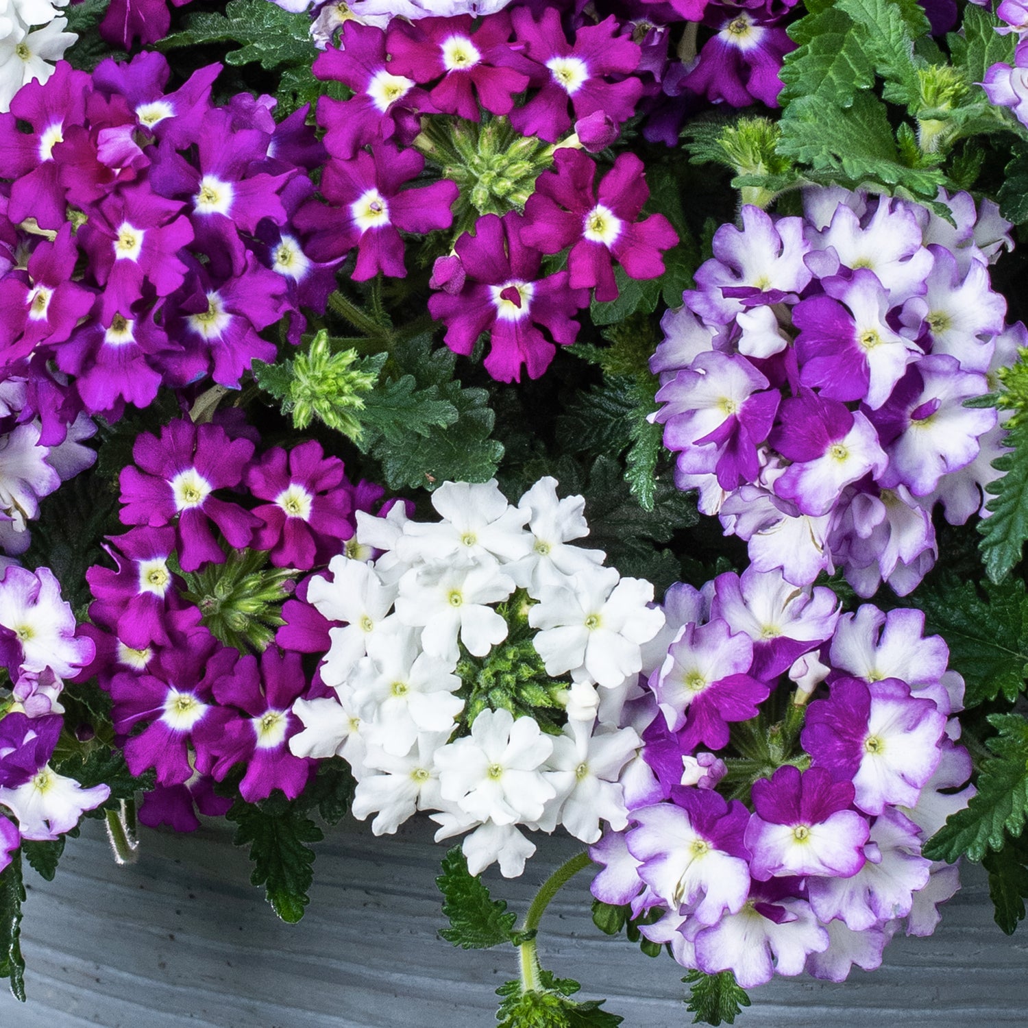 4 kpl Verbena ’Firehouse mix’