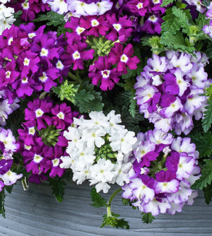 4 kpl Verbena ’Firehouse mix’