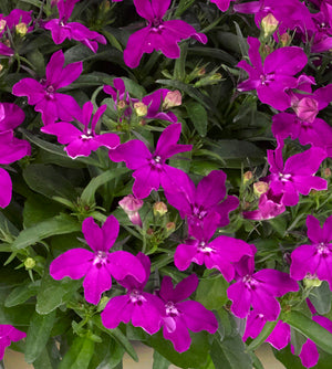 5 kpl Lobelia ’Sweet Springs Purple’