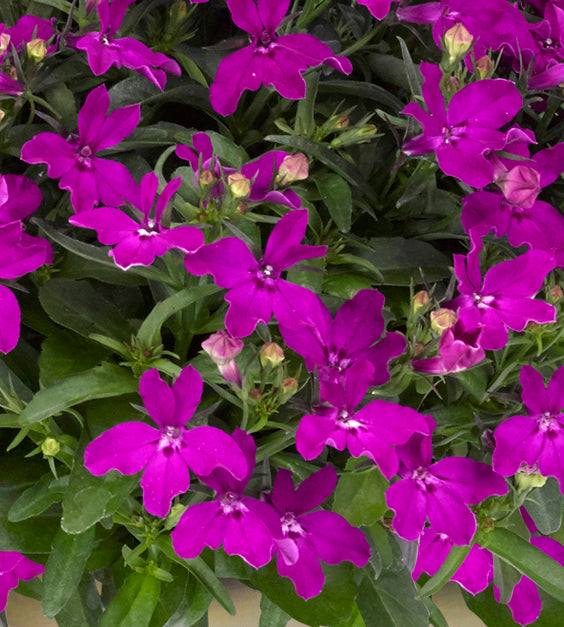 5 kpl Lobelia ’Sweet Springs Purple’