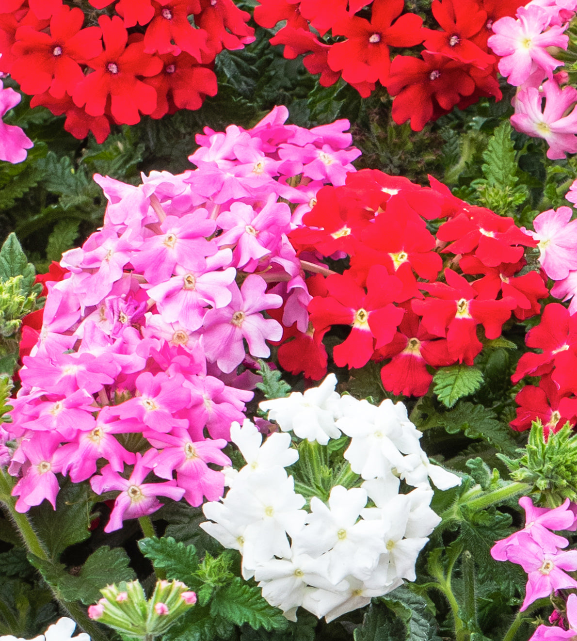 4 kpl Verbena ’Venturi mix’