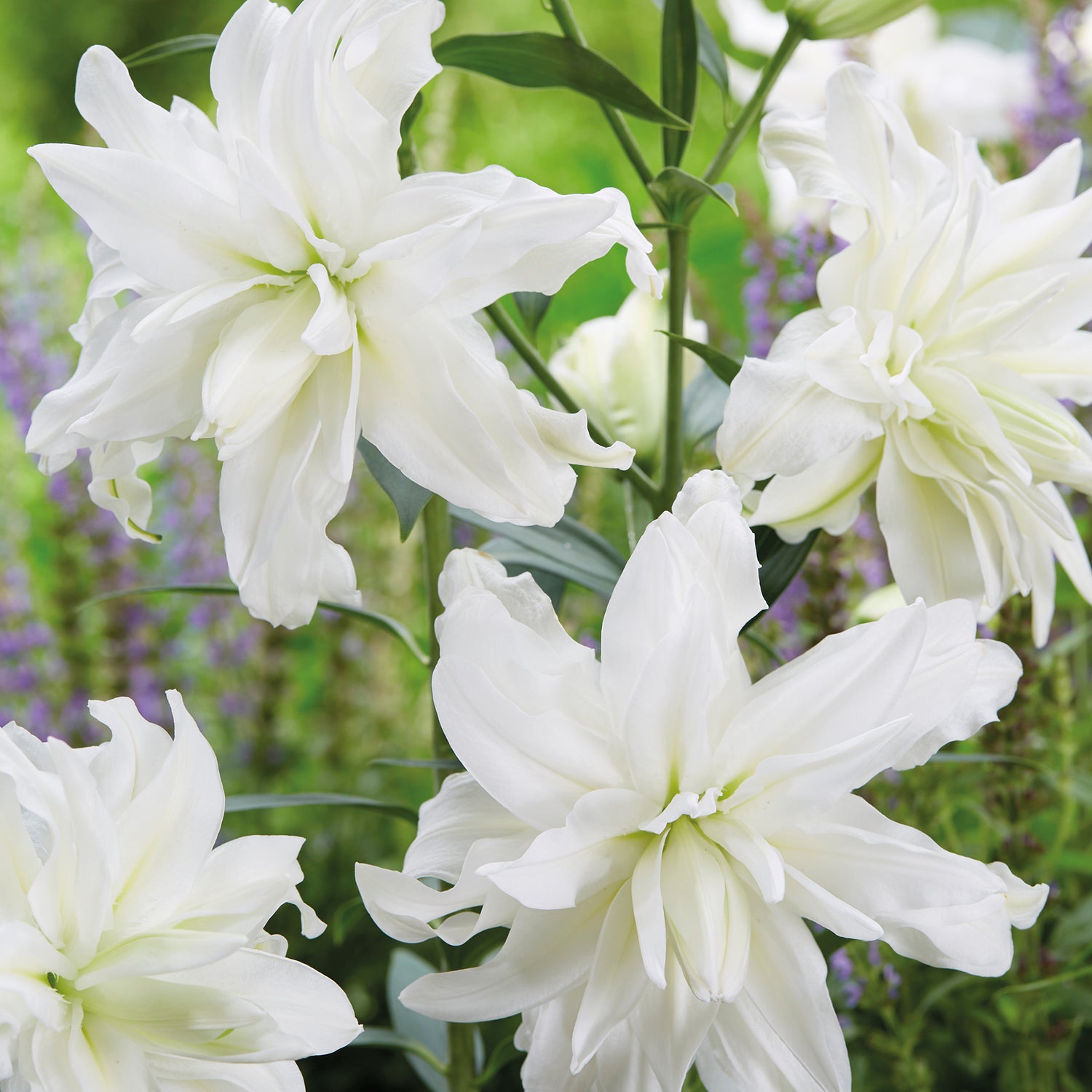 5 kpl Oriental-lilja ’Lotus Pure’