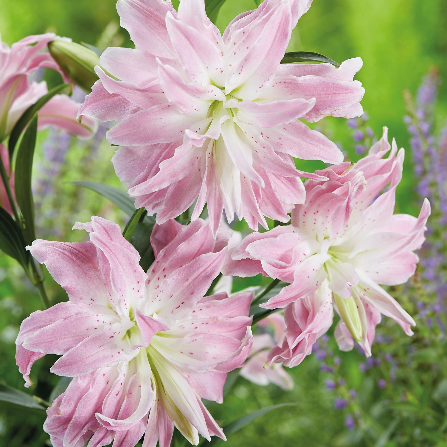 5 kpl Oriental-lilja ’Lotus Elegance’