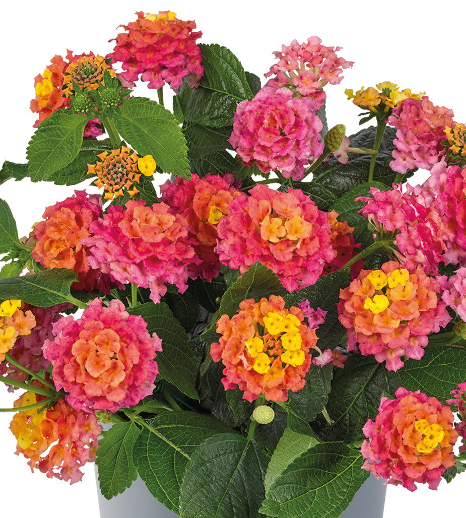3 kpl Tulikruunu 'Rose Sunrise'