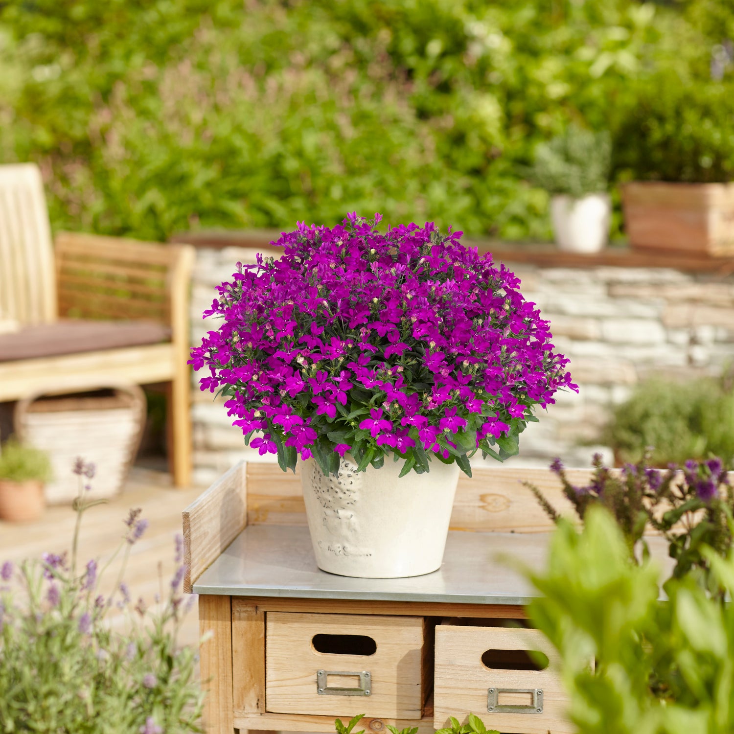 5 kpl Lobelia ’Sweet Springs Purple’
