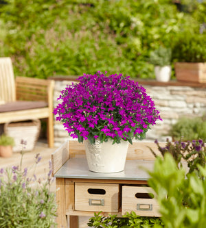 5 kpl Lobelia ’Sweet Springs Purple’