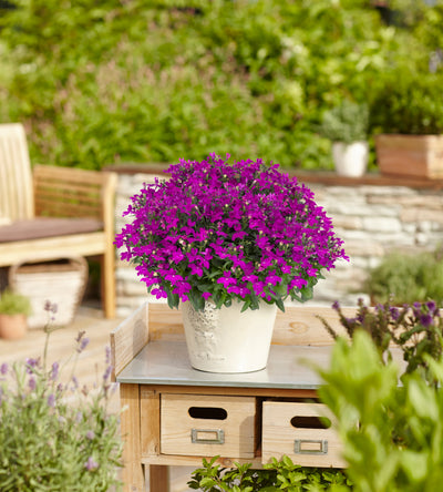 5 kpl Lobelia ’Sweet Springs Purple’