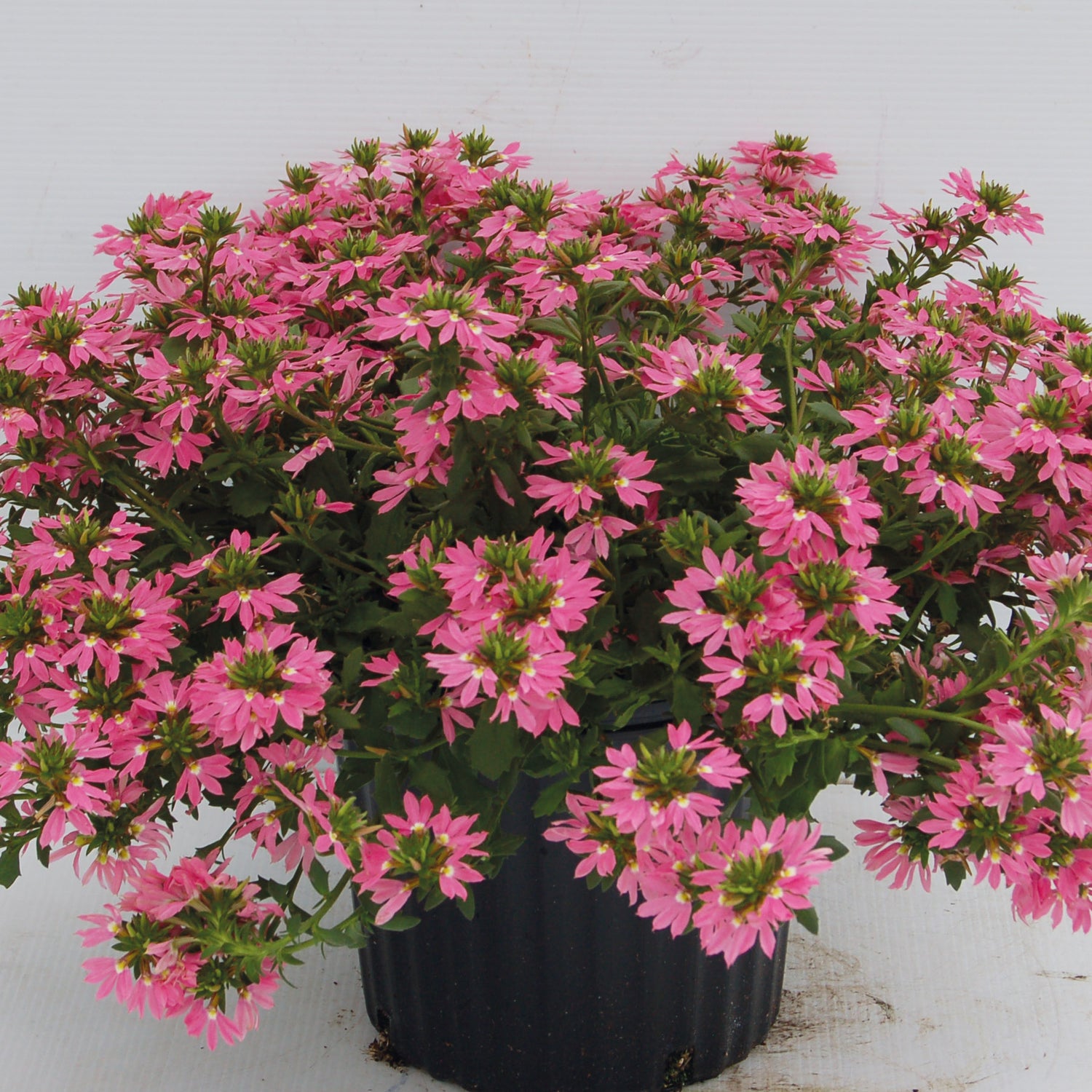 4 kpl Siniviuhka 'Deep Pink'