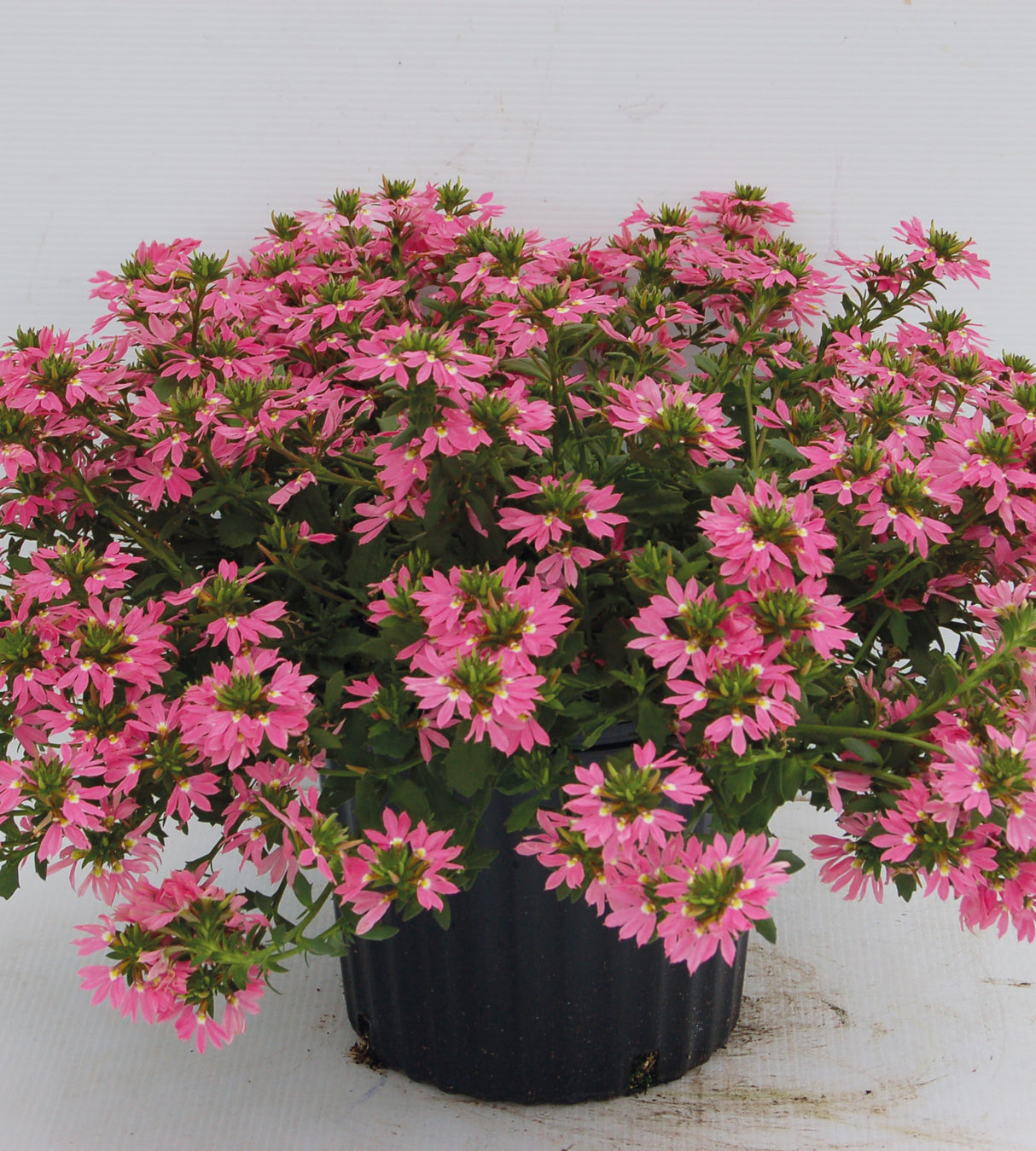 4 kpl Siniviuhka 'Deep Pink'