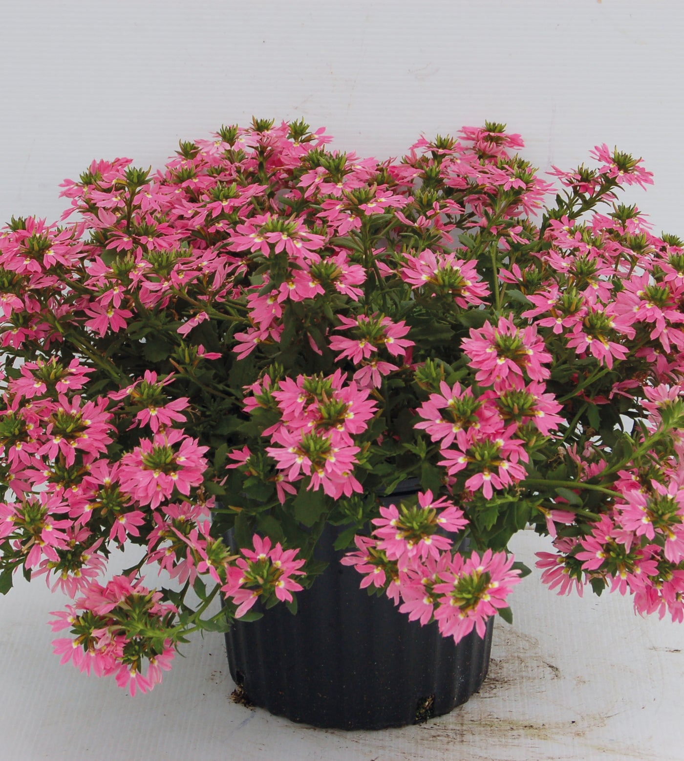 4 kpl Siniviuhka 'Deep Pink'