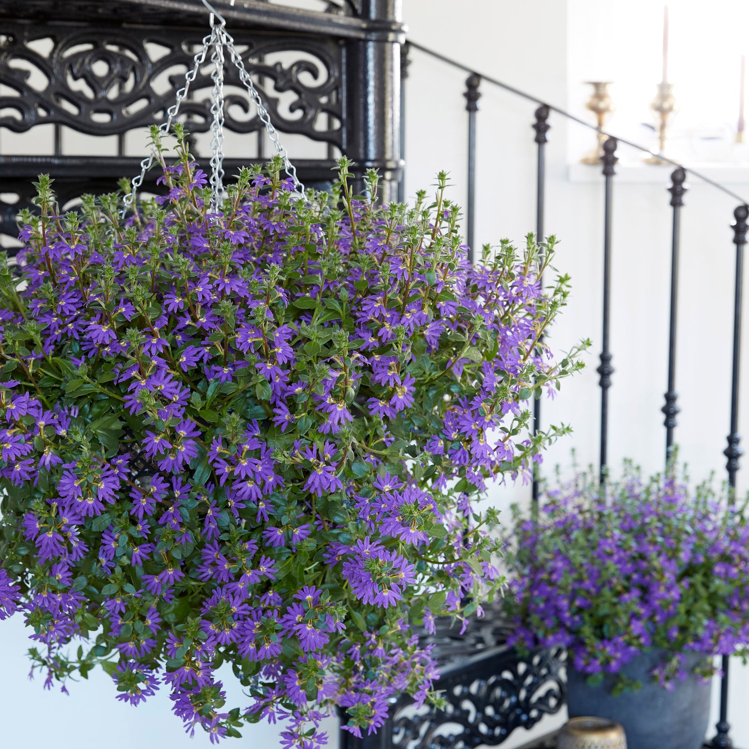 4 kpl Siniviuhka 'Fancy Blue'