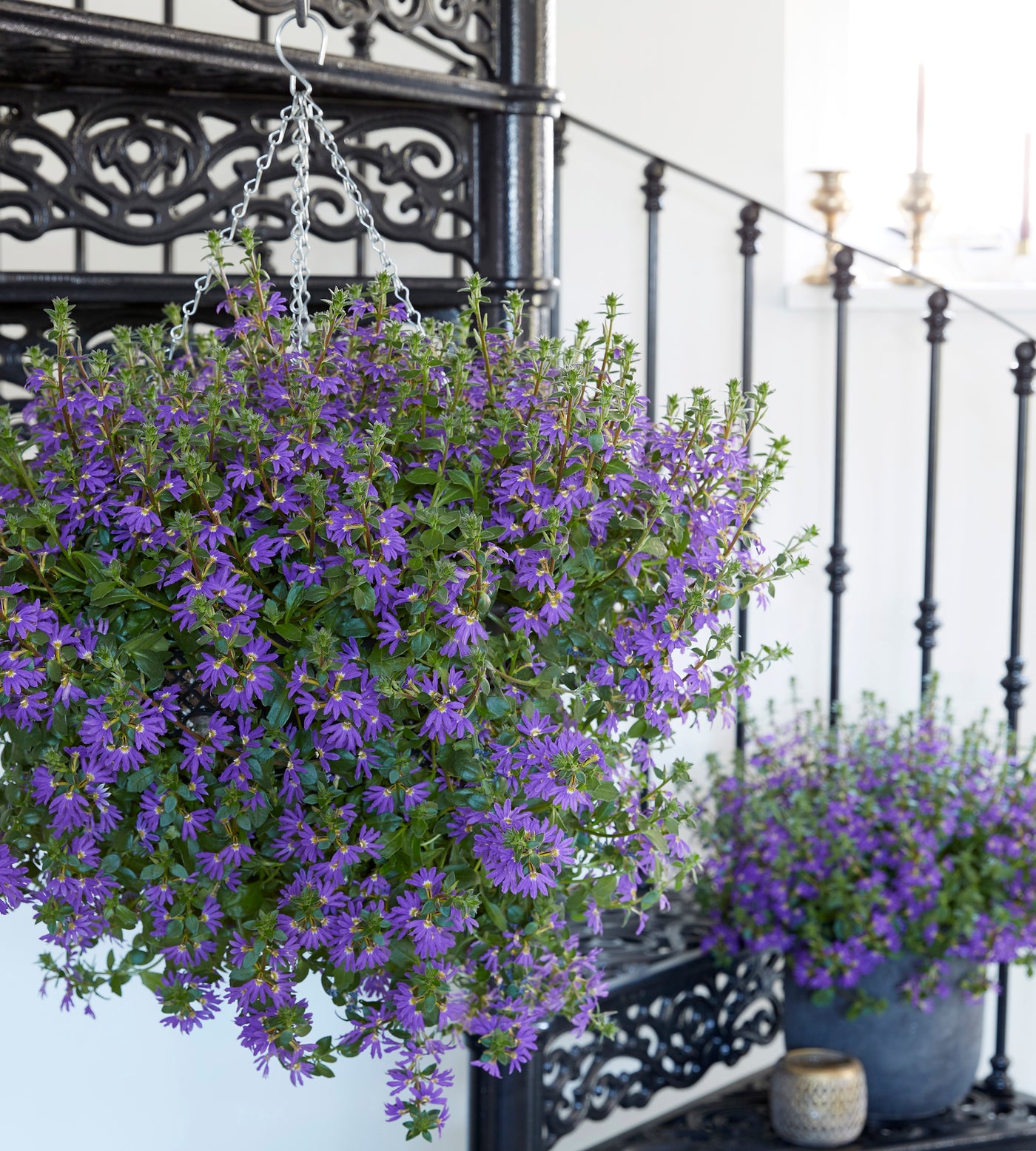 4 kpl Siniviuhka 'Fancy Blue'