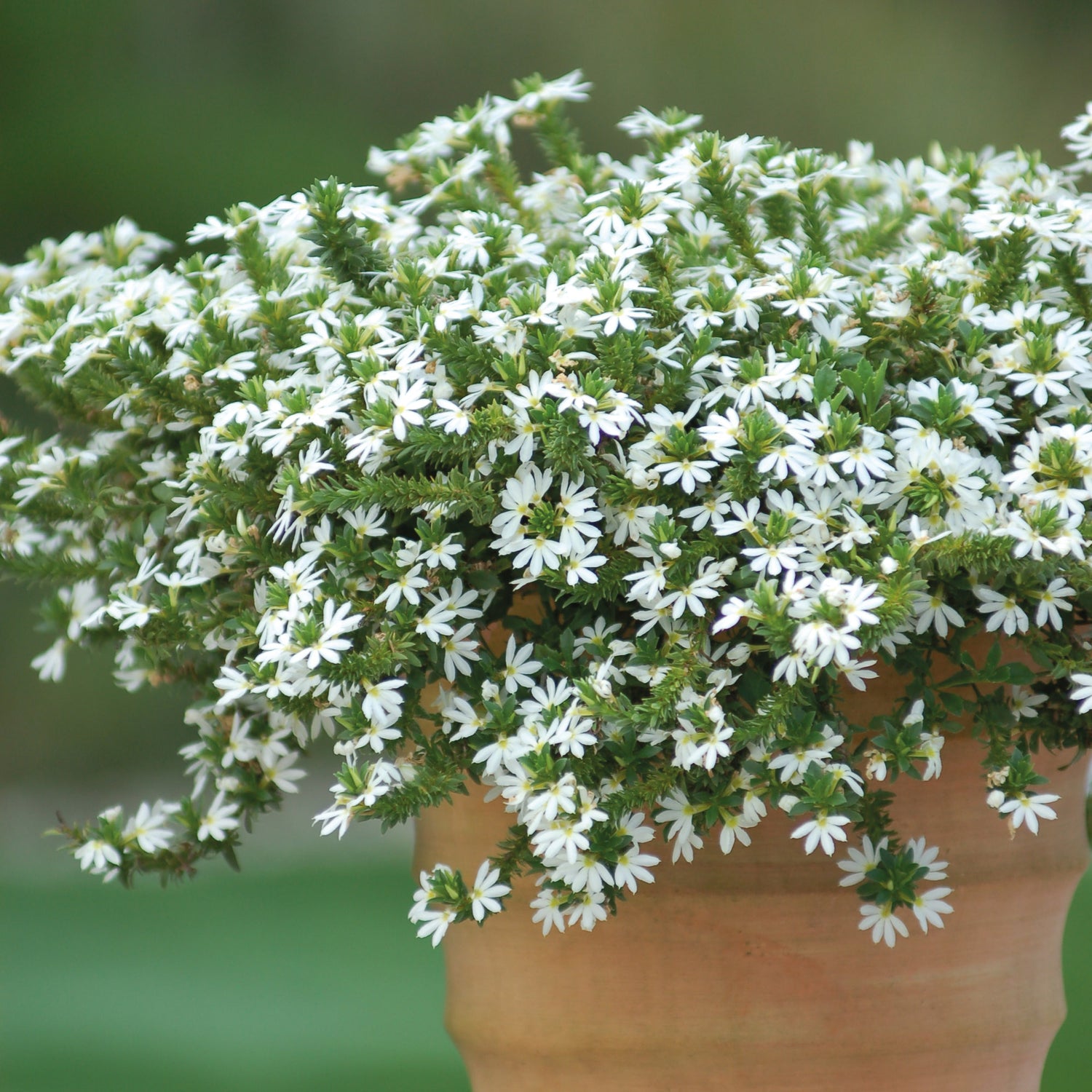 4 kpl Siniviuhka 'Fancy White'