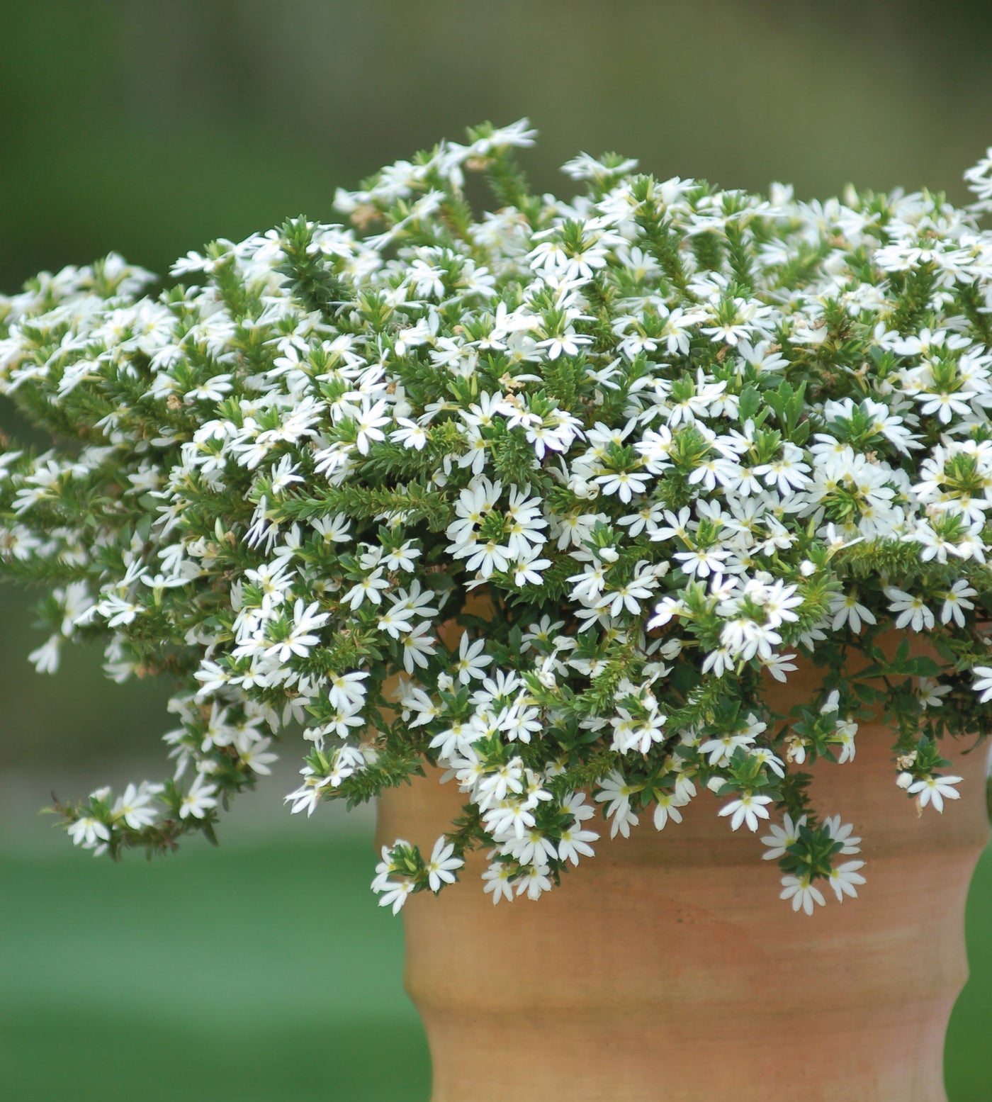 4 kpl Siniviuhka 'Fancy White'