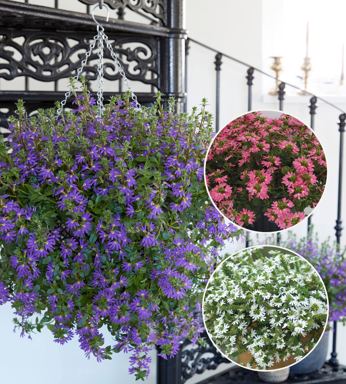 12 kpl Siniviuhka lajitelma (4+4+4)