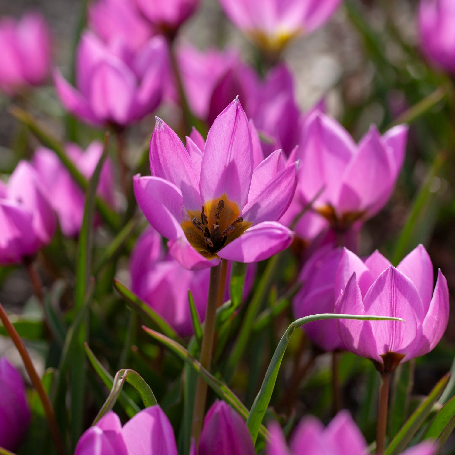 10 kpl Tulppaani ’Helene’