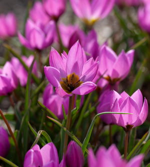 10 kpl Tulppaani ’Helene’