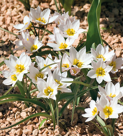 10 kpl Tulppaani ’Polychroma’