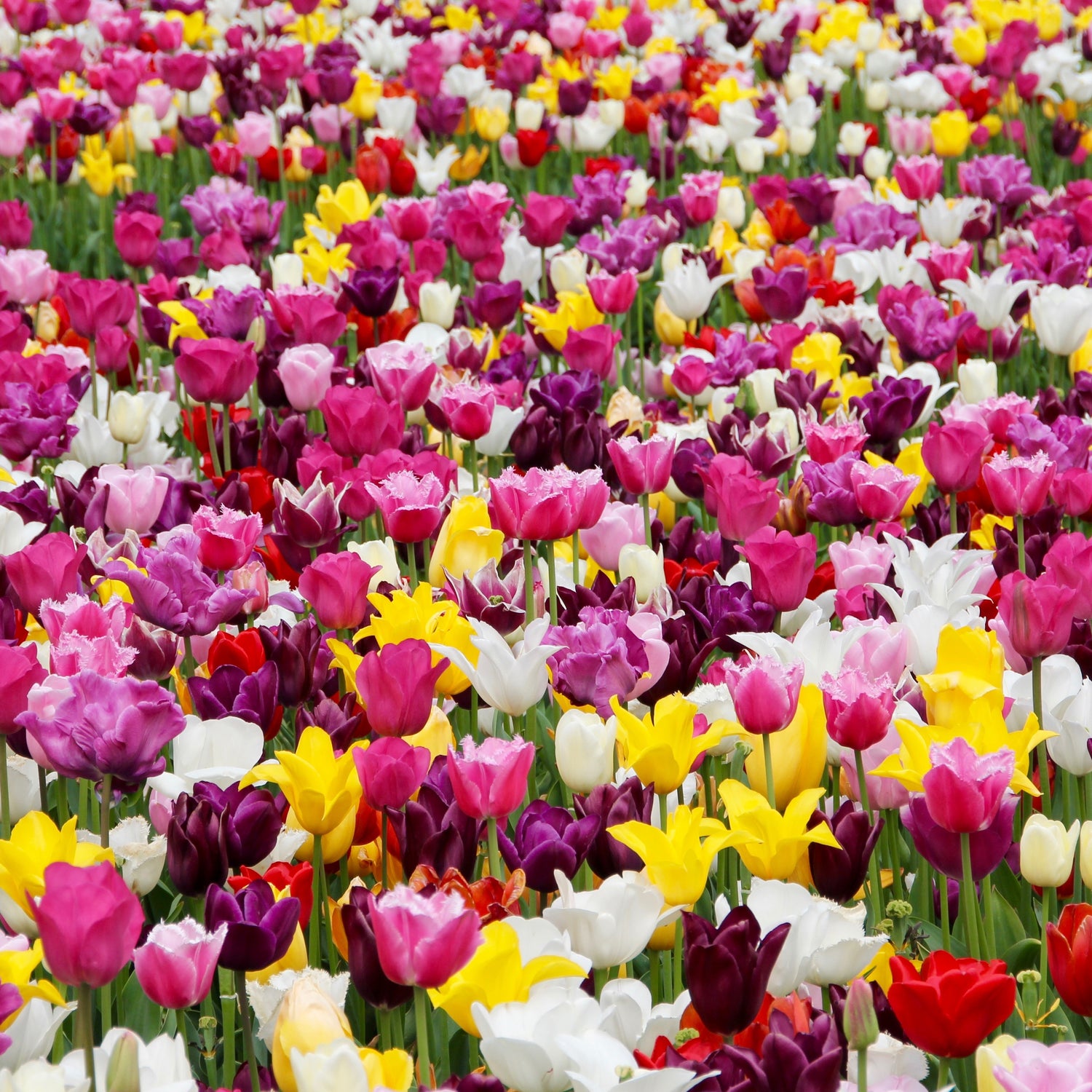 40 kpl Tulppaanimix