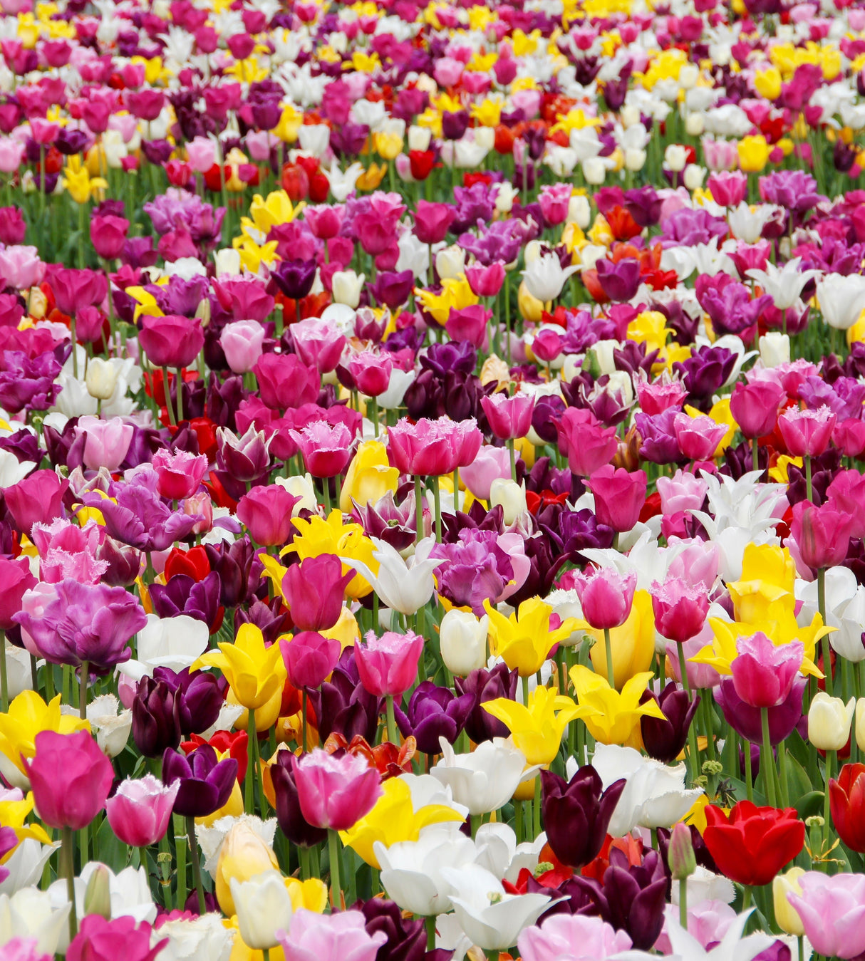 40 kpl Tulppaanimix