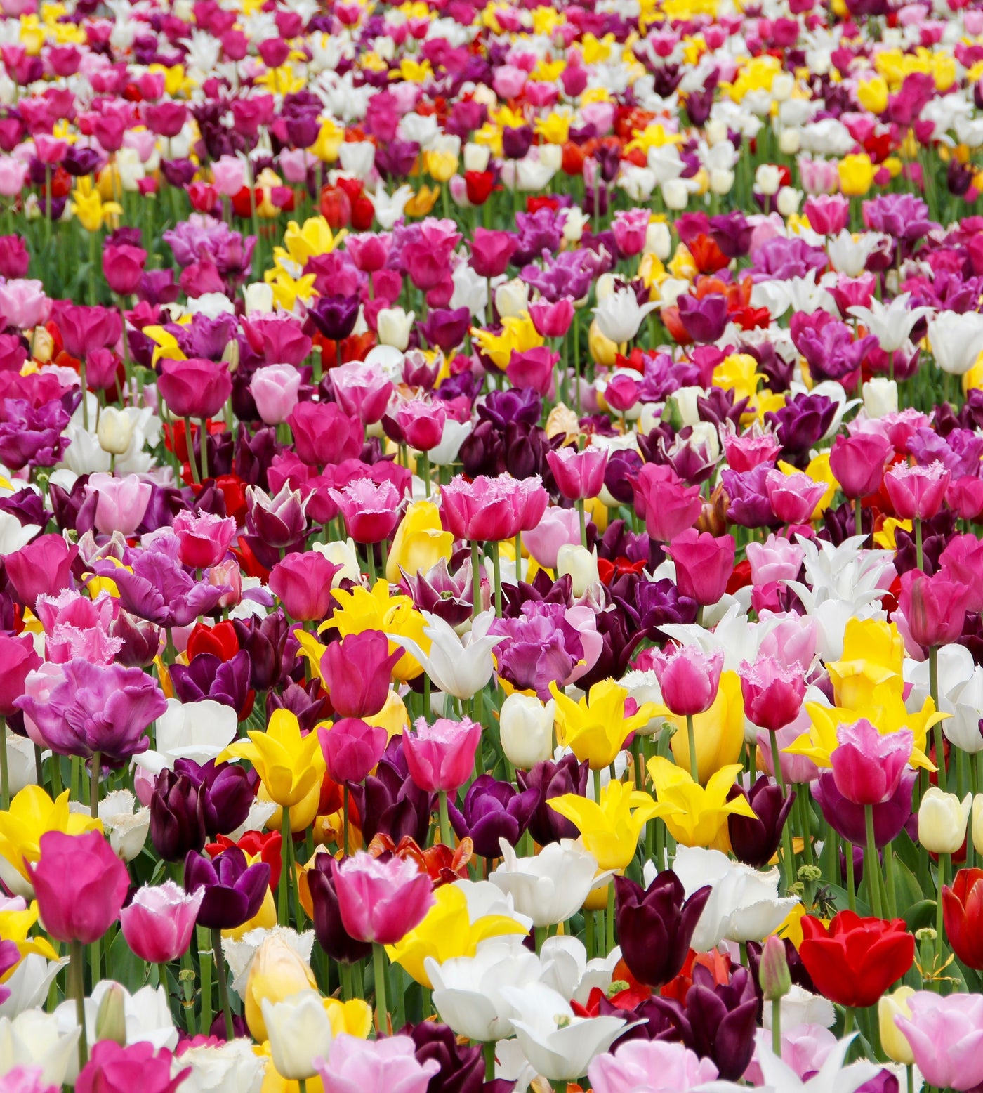 40 kpl Tulppaanimix