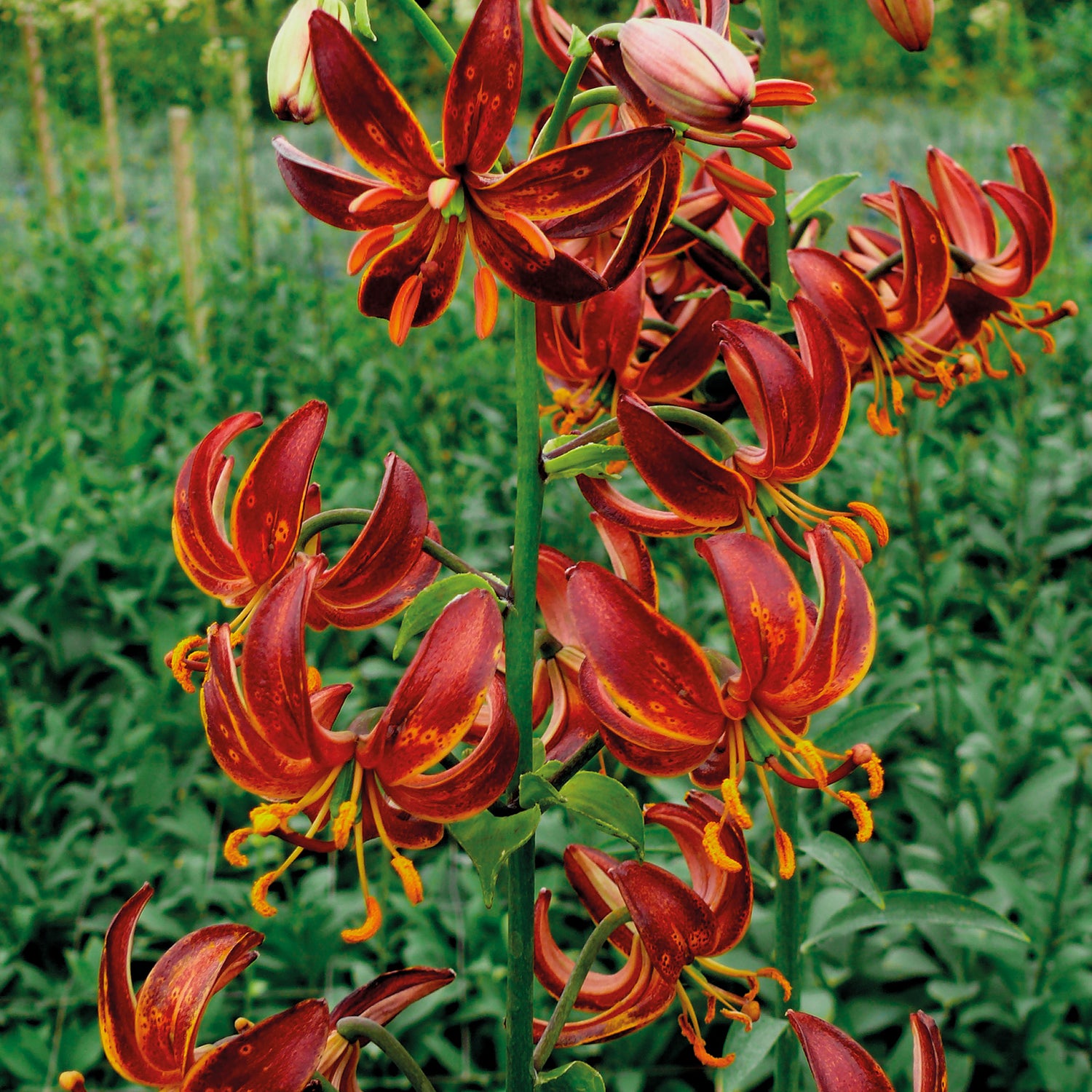 3 kpl Varjolilja ’Arabian Knight’