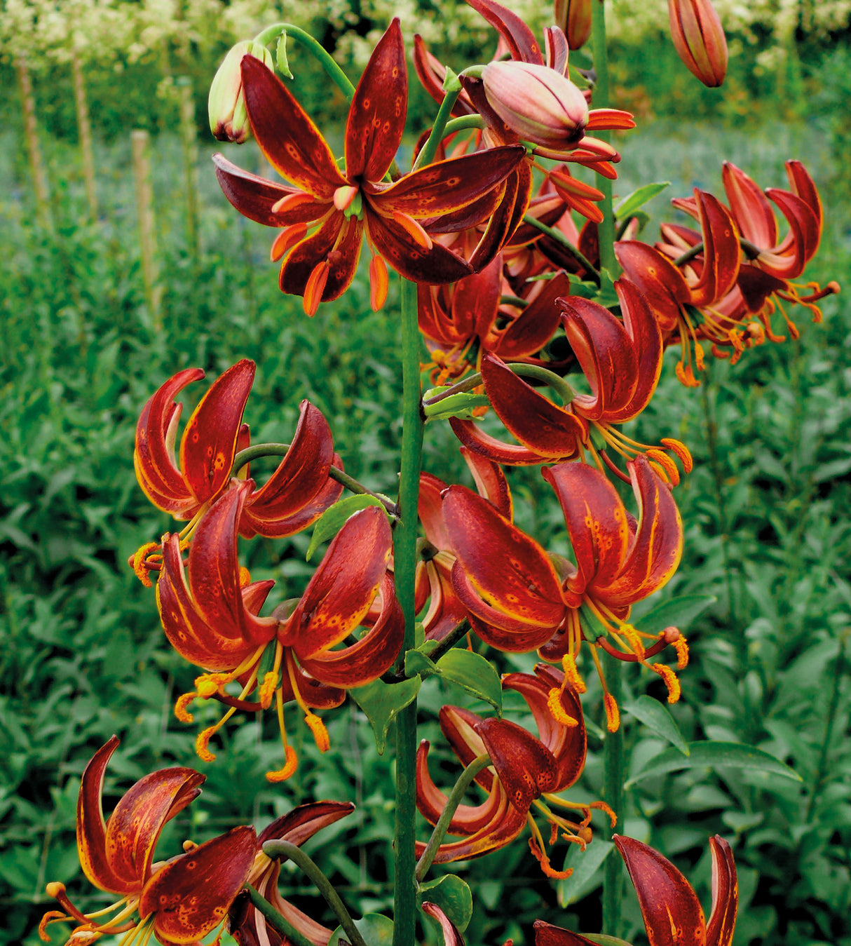 3 kpl Varjolilja ’Arabian Knight’