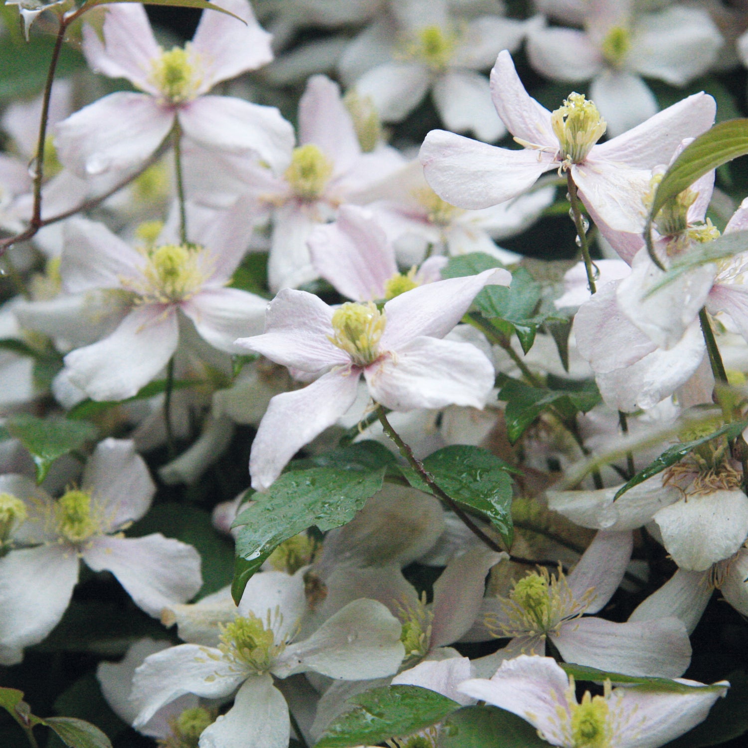 1 kpl Vuorikärhö ’Grandiflora’
