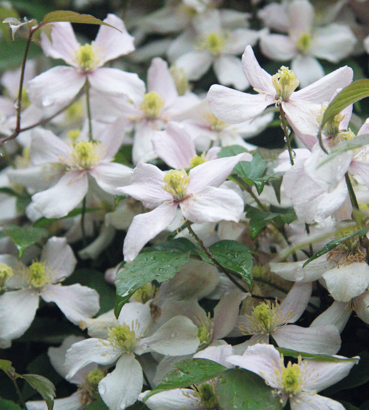 1 kpl Vuorikärhö ’Grandiflora’