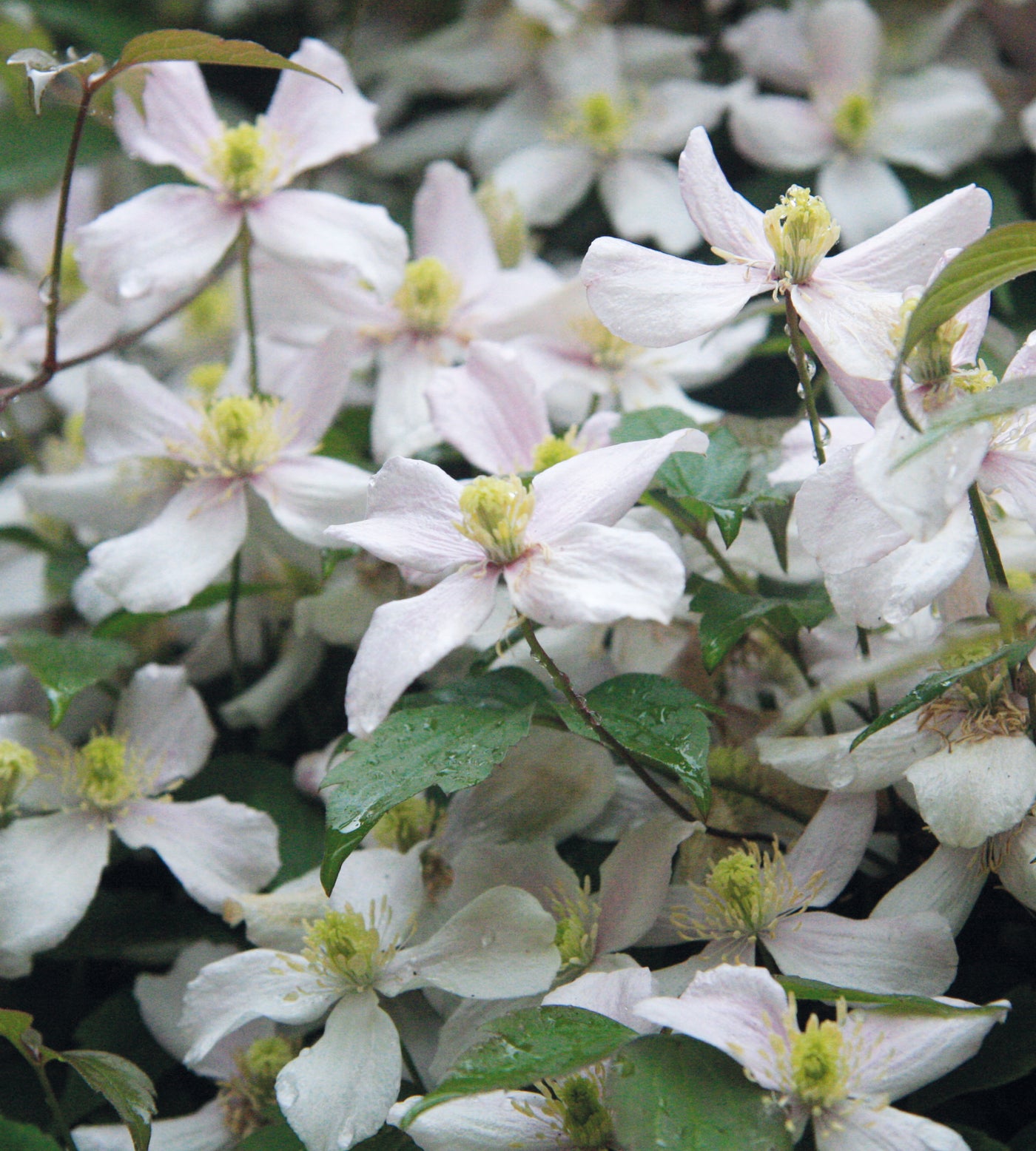 1 kpl Vuorikärhö ’Grandiflora’