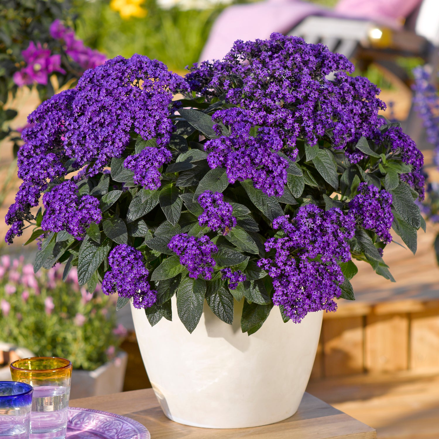 8 kpl Heliotrooppi ’Honey Blue’