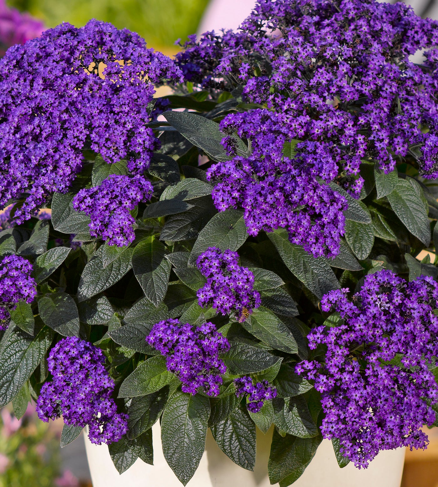 4 kpl Heliotrooppi ’Honey Blue’