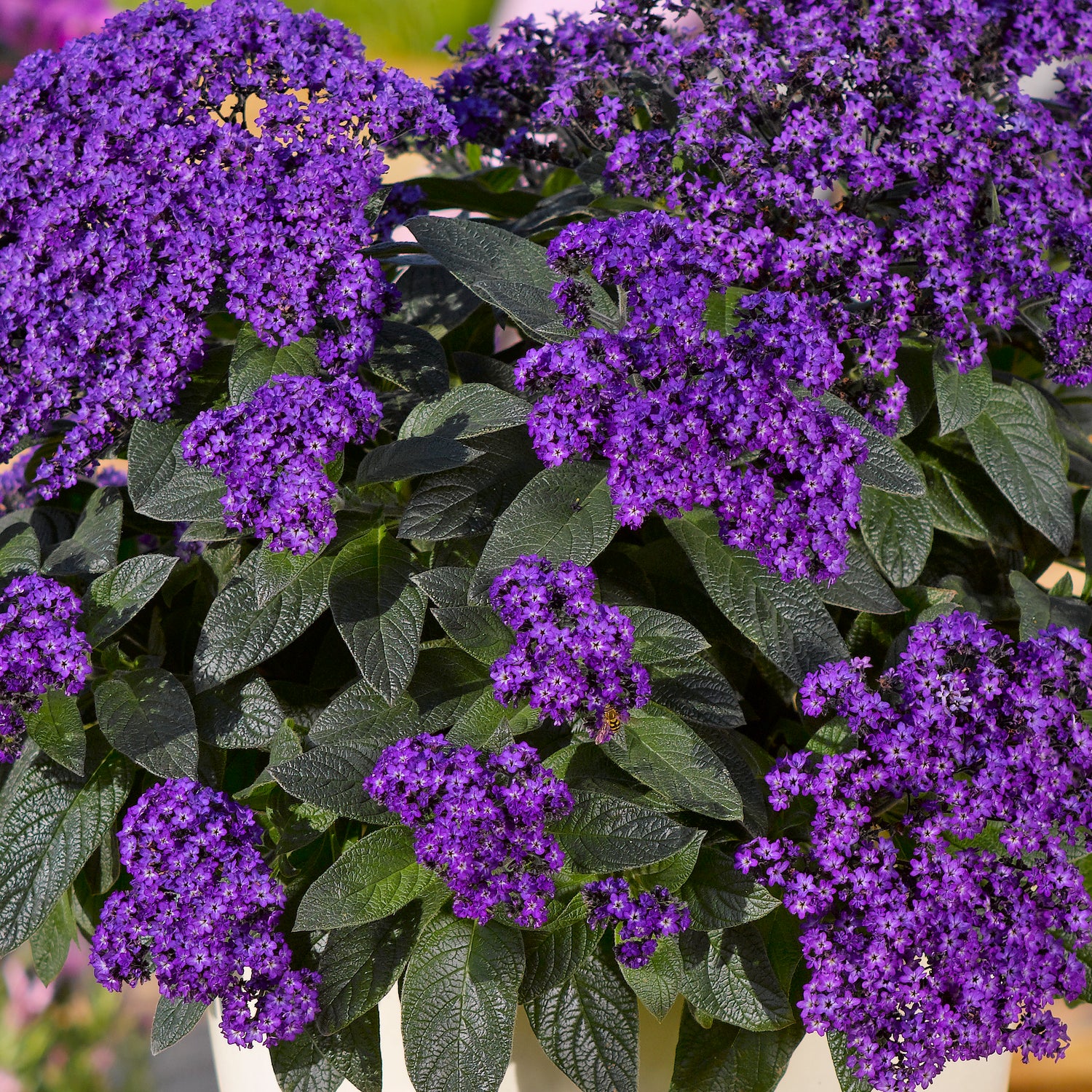 8 kpl Heliotrooppi ’Honey Blue’