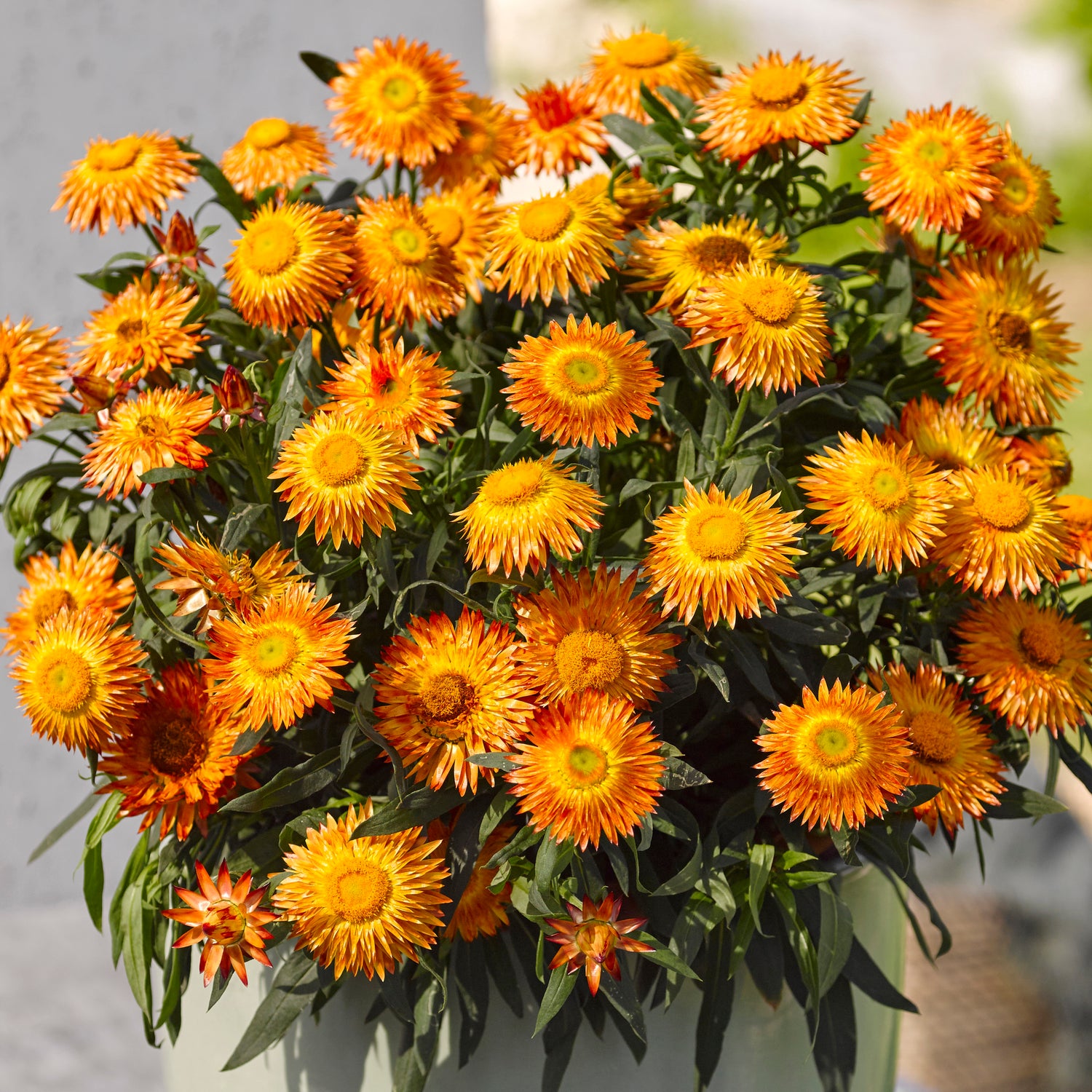 3 kpl Iso-olkikukka 'Crispy Orange'