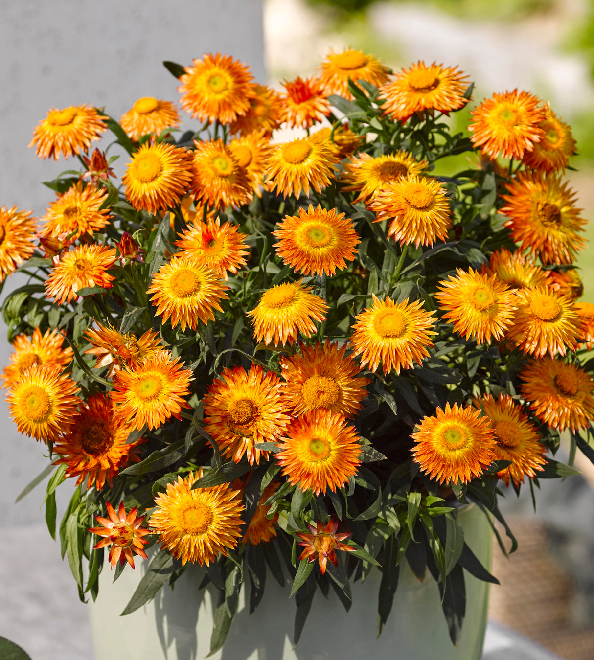 3 kpl Iso-olkikukka 'Crispy Orange'