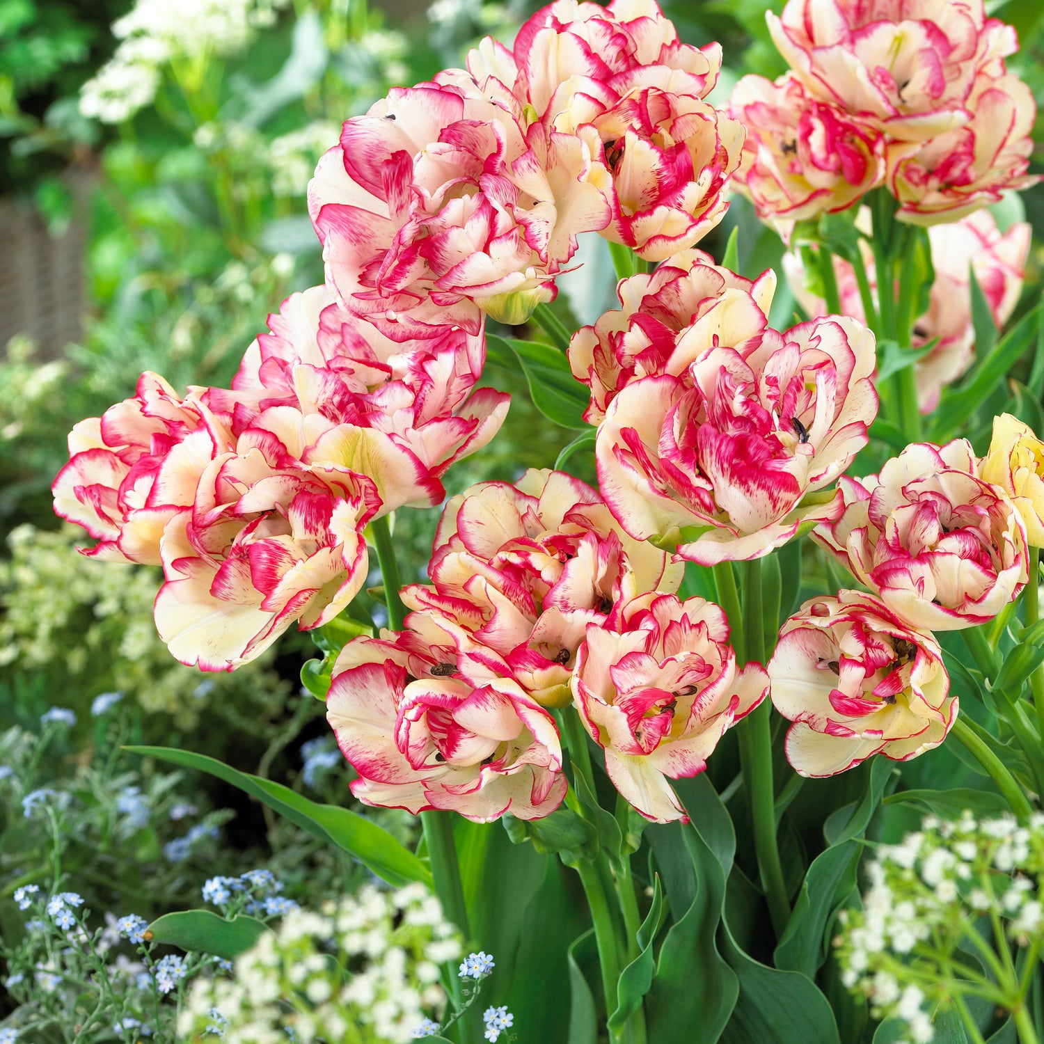 10 kpl Tulppaani ’Belicia’
