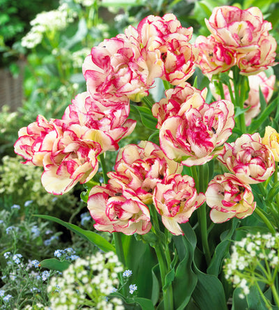 10 kpl Tulppaani ’Belicia’