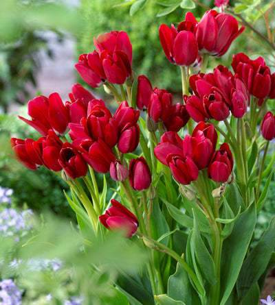 30 kpl Tulppaani ’Fiery Club’