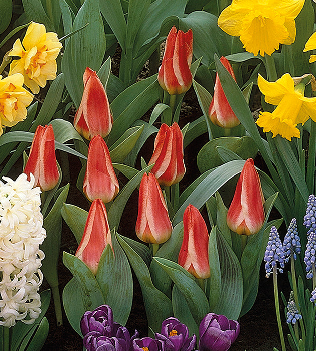 10 kpl Tulppaani ’Pinoccio’