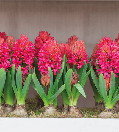 5 kpl Hyasintti 'Red Glory'