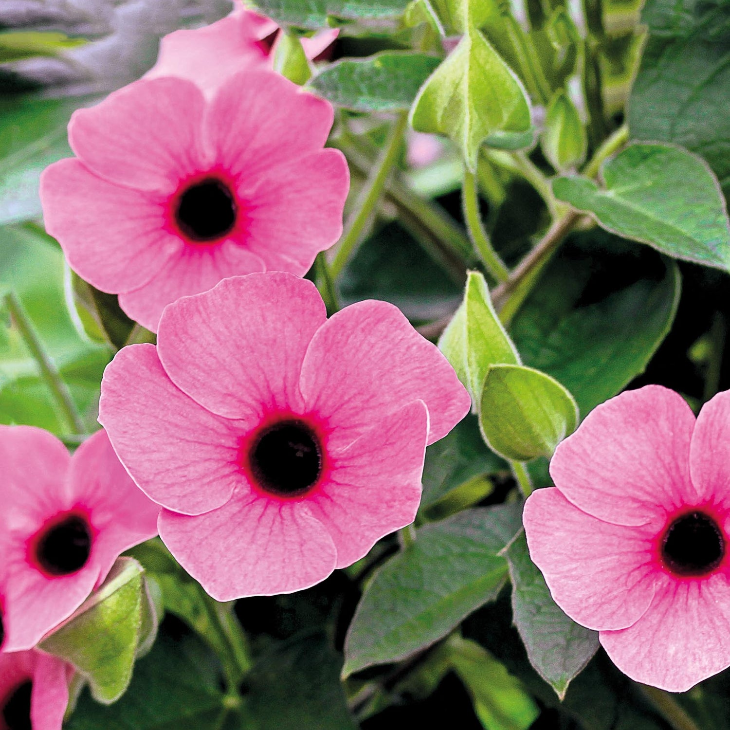 Mustasilmäsusanna ’Rose’ 1 kpl
