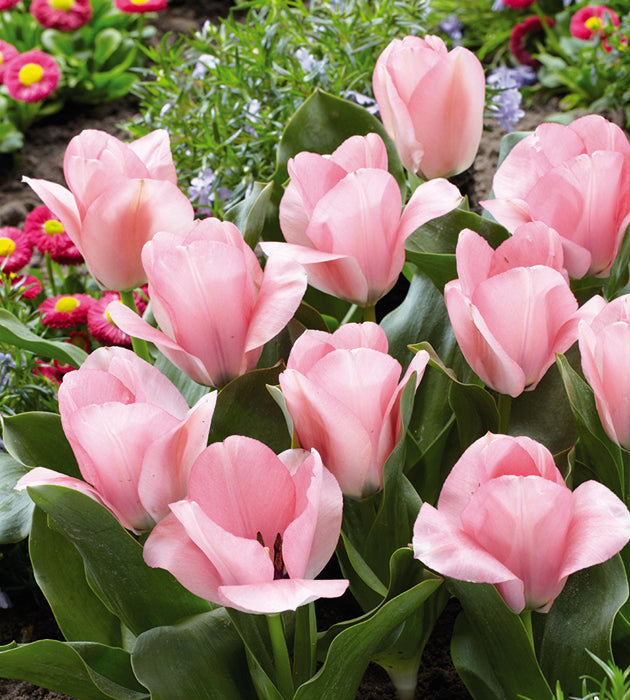 15 kpl Tulppaani ’Little Girl’