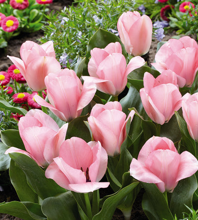 15 kpl Tulppaani ’Little Girl’