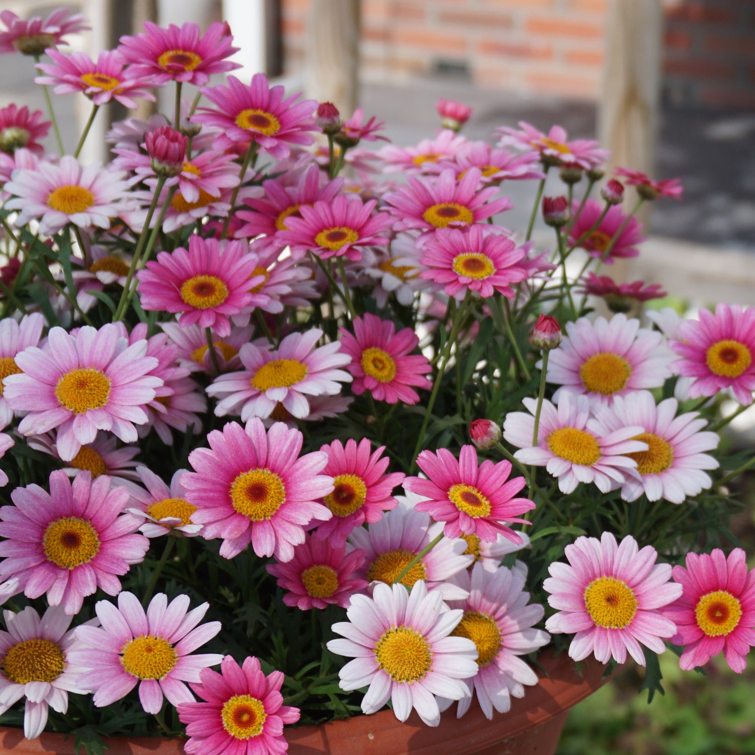4 kpl Marketta 'Pink Halo'