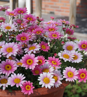 4 kpl Marketta 'Pink Halo'