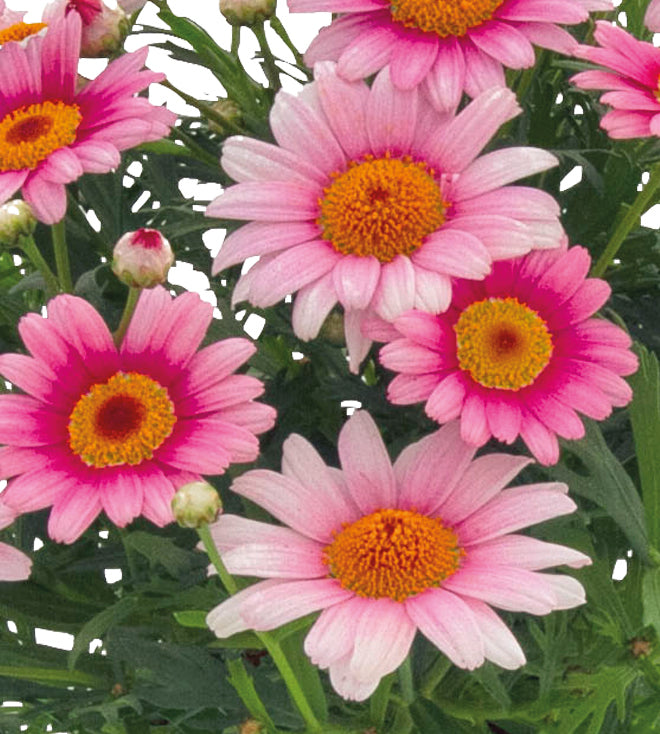 4 kpl Marketta 'Pink Halo'