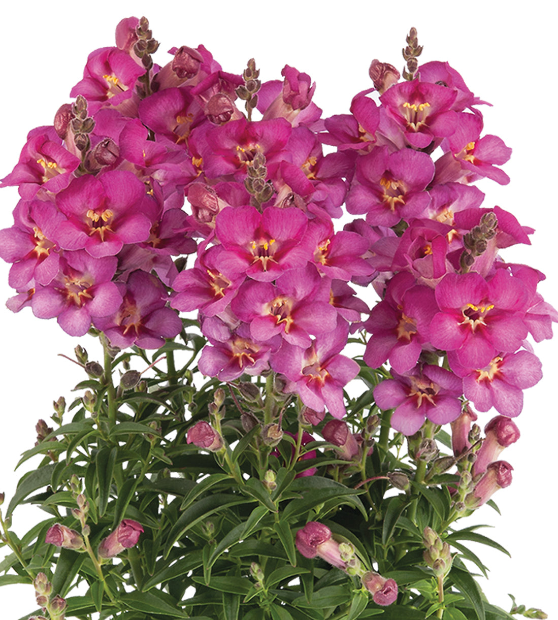 4 kpl Leijonankita 'Rose'