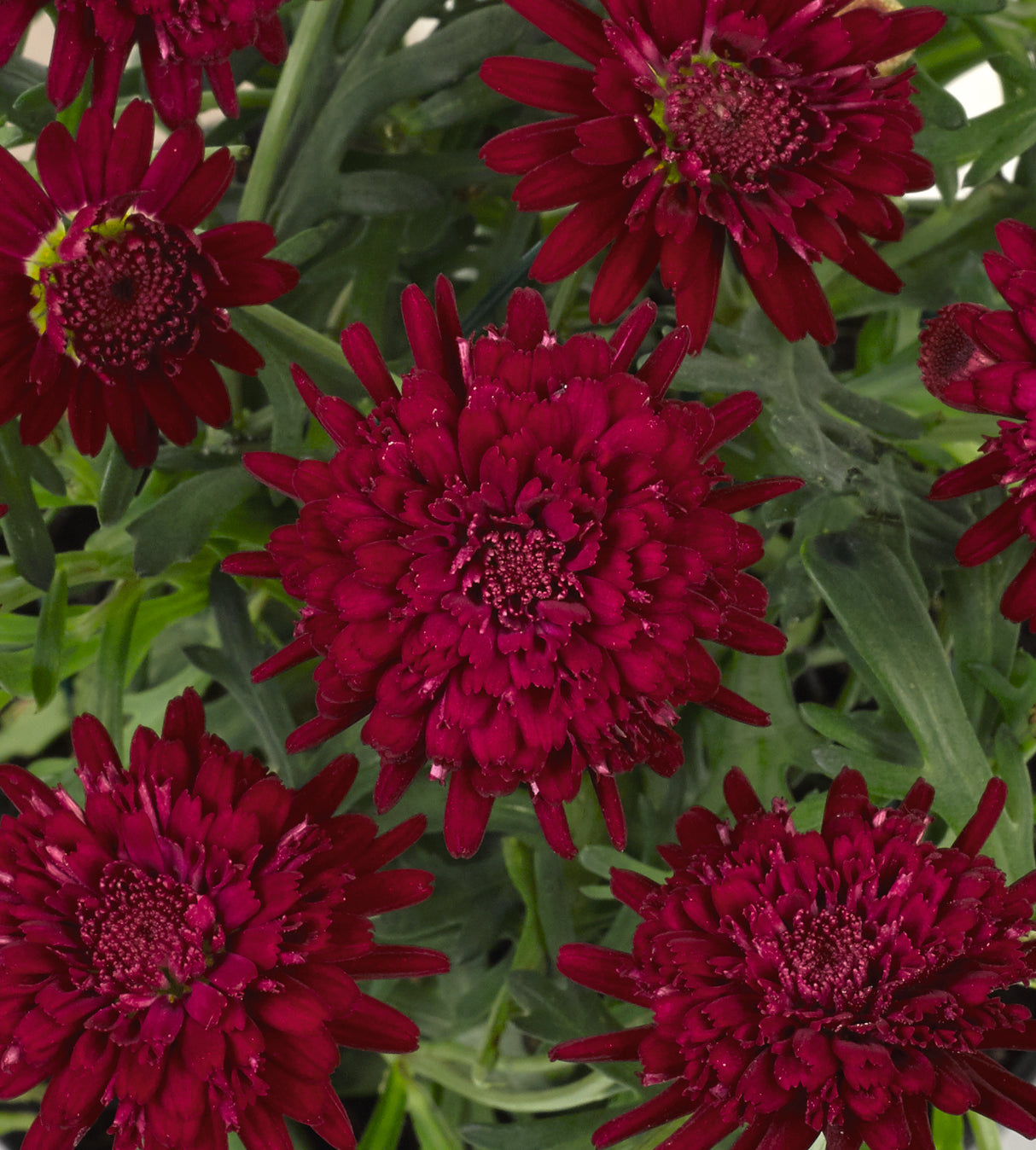 4 kpl Marketta 'Double Red'