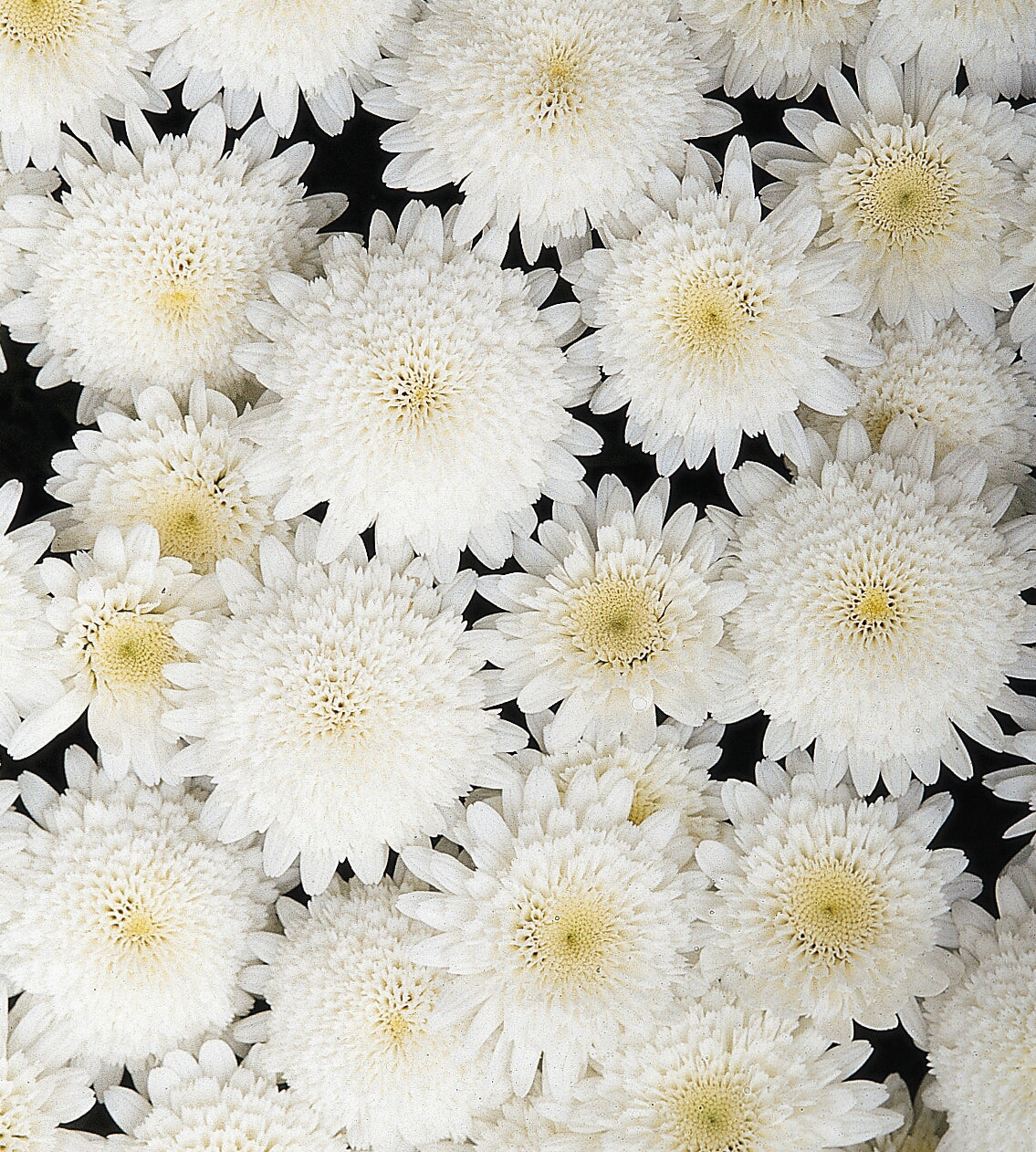 4 kpl Marketta 'Double White'